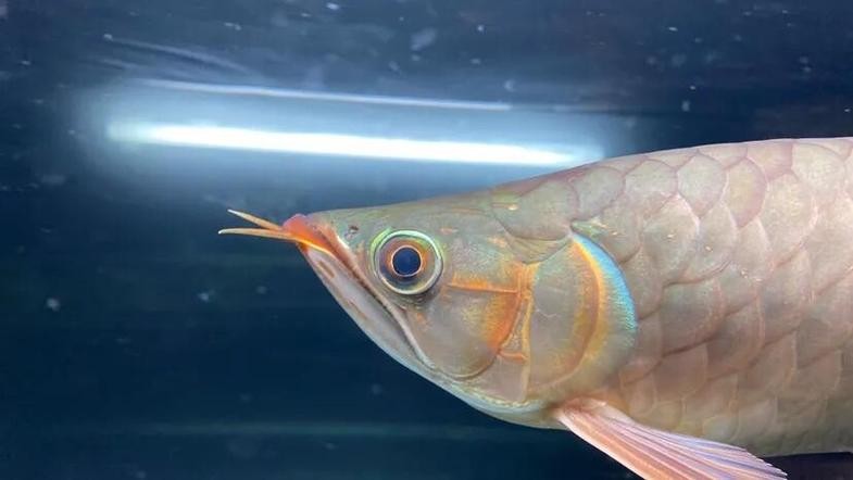 龍魚頭朝上尾朝下一直動