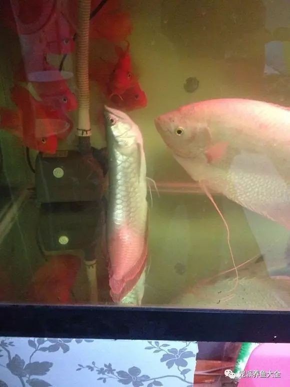 龍魚頭朝上尾朝下一直動
