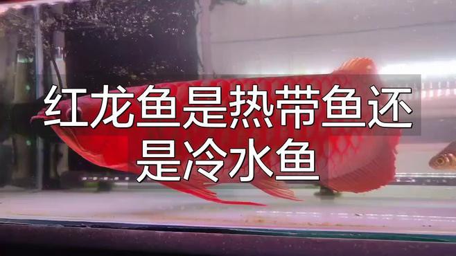 紅龍魚的自然棲息地在哪里？