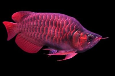 龍魚等級查詢網站，如何辨別龍魚芯片真偽,龍魚等級劃分標準介紹