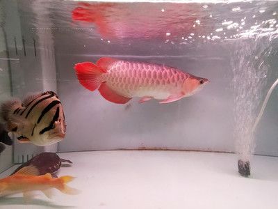 紅龍魚喂食小金娃怎么喂（紅龍魚喂食方法全攻略紅龍魚喂食正確方法全攻略）