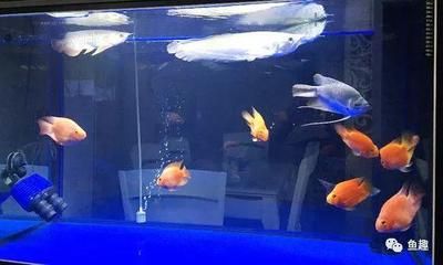 小魚直接放缸里喂龍魚可以嗎(直接將小魚放入魚缸喂龍魚會帶來健康風險嗎?) 龍魚百科 第1張 小魚直接放缸里喂龍魚可以嗎(直接將小魚放入魚缸喂龍魚會帶來健康風險嗎?) 小魚直接放缸里喂龍魚可以嗎(直接將小魚放入魚缸喂龍魚會帶來健康風險嗎?) 龍魚百科 第1張