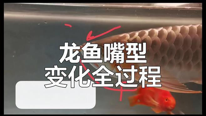 金龍魚和紅龍魚區(qū)別圖片