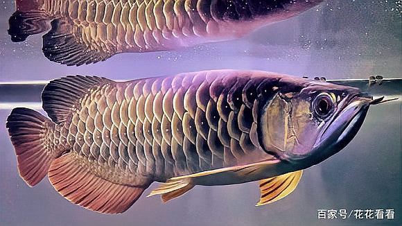 金龍魚和紅龍魚區(qū)別圖片