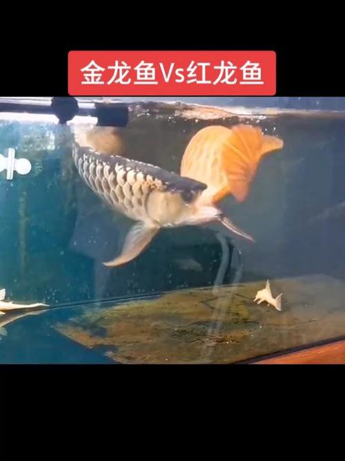 金龍魚和紅龍魚區(qū)別圖片