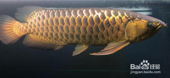 一米的缸能養金龍魚嗎