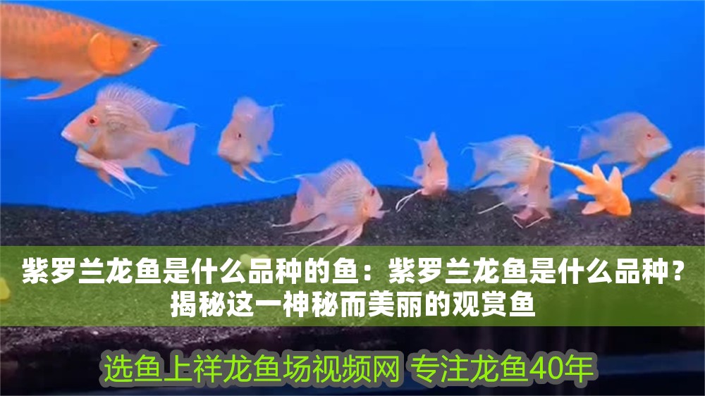 紫羅蘭龍魚是什么品種的魚：紫羅蘭龍魚是什么品種？揭秘這一神秘而美麗的觀賞魚 紫羅蘭龍魚是什么品種的魚：紫羅蘭龍魚是什么品種？揭秘這一神秘而美麗的觀賞魚 龍魚百科 第1張