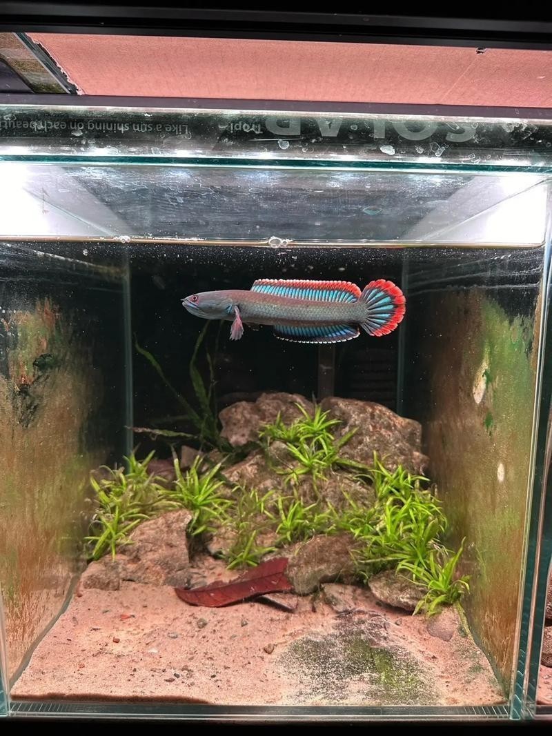 雷龍魚認主后能活多久？