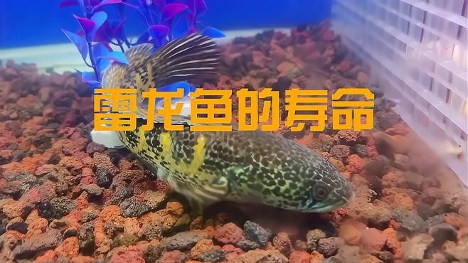 雷龍魚認主后能活多久？