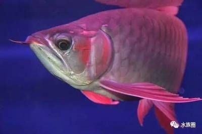 龍魚一個眼睛凸出來了怎么辦：龍魚單眼凸出怎么辦