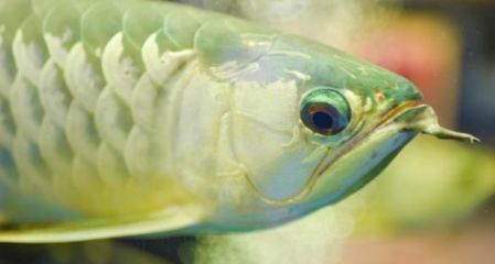 龍魚一個眼睛凸出來了怎么辦：龍魚單眼凸出怎么辦