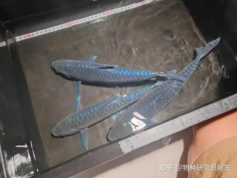 藍(lán)面財(cái)神魚(yú)科普