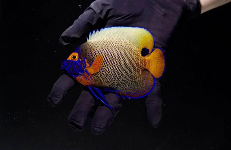 藍(lán)面財(cái)神魚(yú)科普