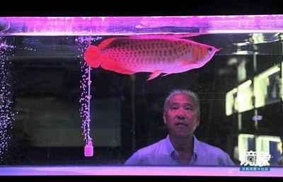 龍魚名字的由來簡介怎么寫的：龍魚名字的由來簡介