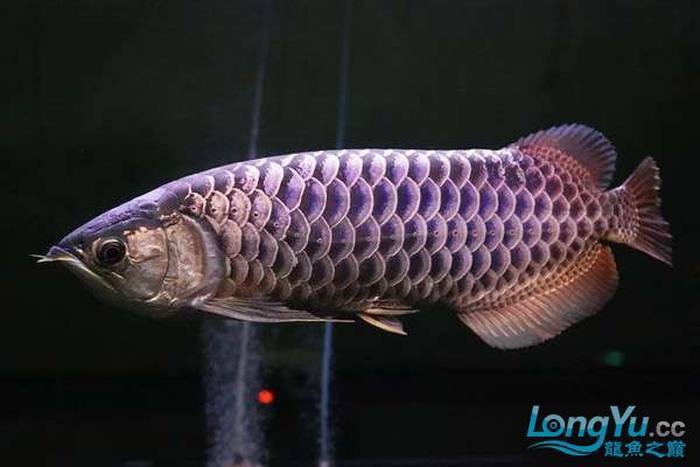 金龍魚水溫32度可以嗎 金龍魚水溫32度可以嗎 龍魚百科 第2張