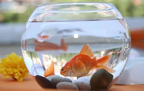 金龍魚水溫32度可以嗎 金龍魚水溫32度可以嗎 龍魚百科 第3張