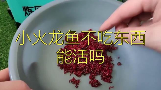 火龍魚可以多久不喂食？ 火龍魚可以多久不喂食？ 龍魚百科 第1張