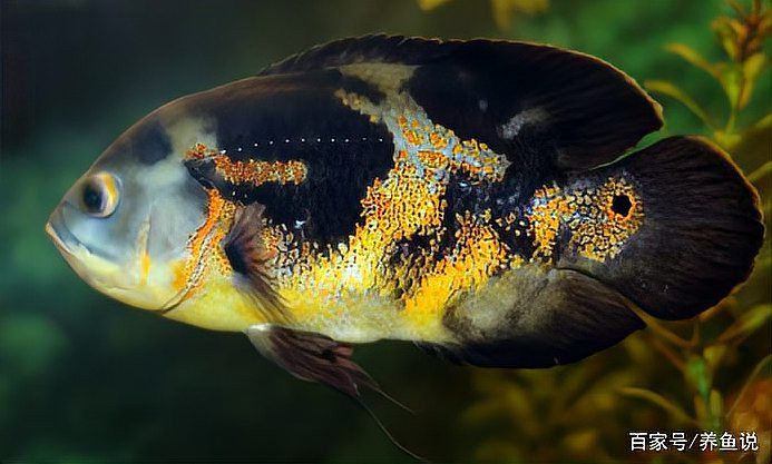 養(yǎng)錦鯉還是養(yǎng)龍魚