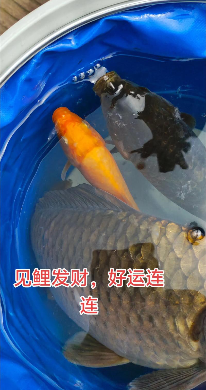 養(yǎng)錦鯉還是養(yǎng)龍魚