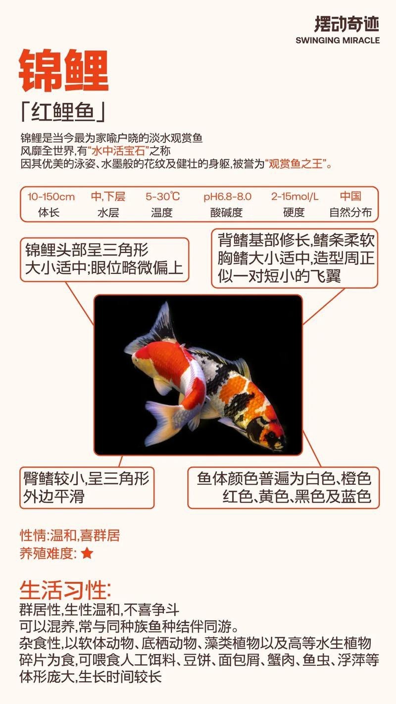 養(yǎng)錦鯉還是養(yǎng)龍魚