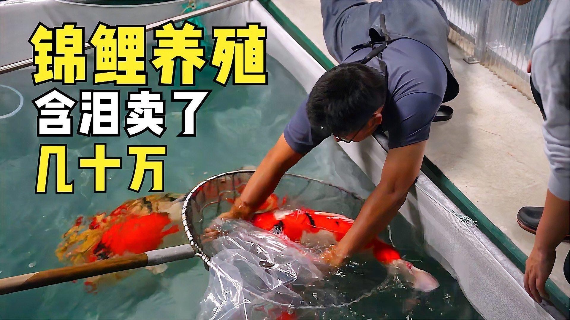 養(yǎng)錦鯉還是養(yǎng)龍魚