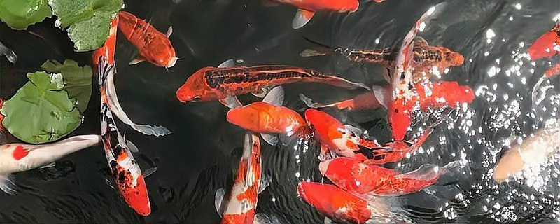 養(yǎng)錦鯉還是養(yǎng)龍魚