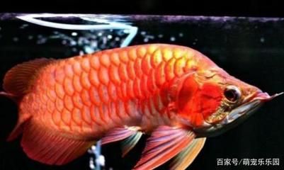 喜歡龍魚的老孫是誰說的：\"喜歡龍魚的老孫\"是誰說的
