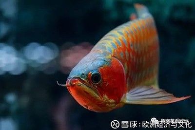 喜歡龍魚的老孫是誰說的：\"喜歡龍魚的老孫\"是誰說的