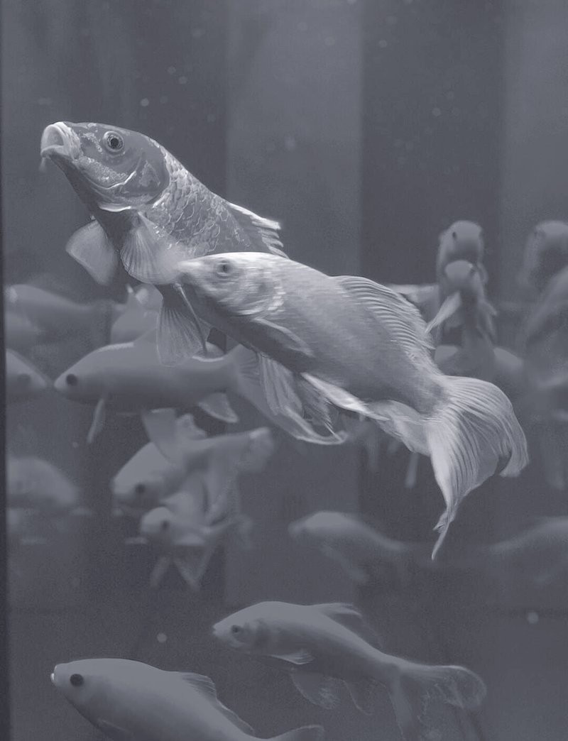推薦幾款適合拍攝龍魚缸的手機 推薦幾款適合拍攝龍魚缸的手機 龍魚百科 第4張