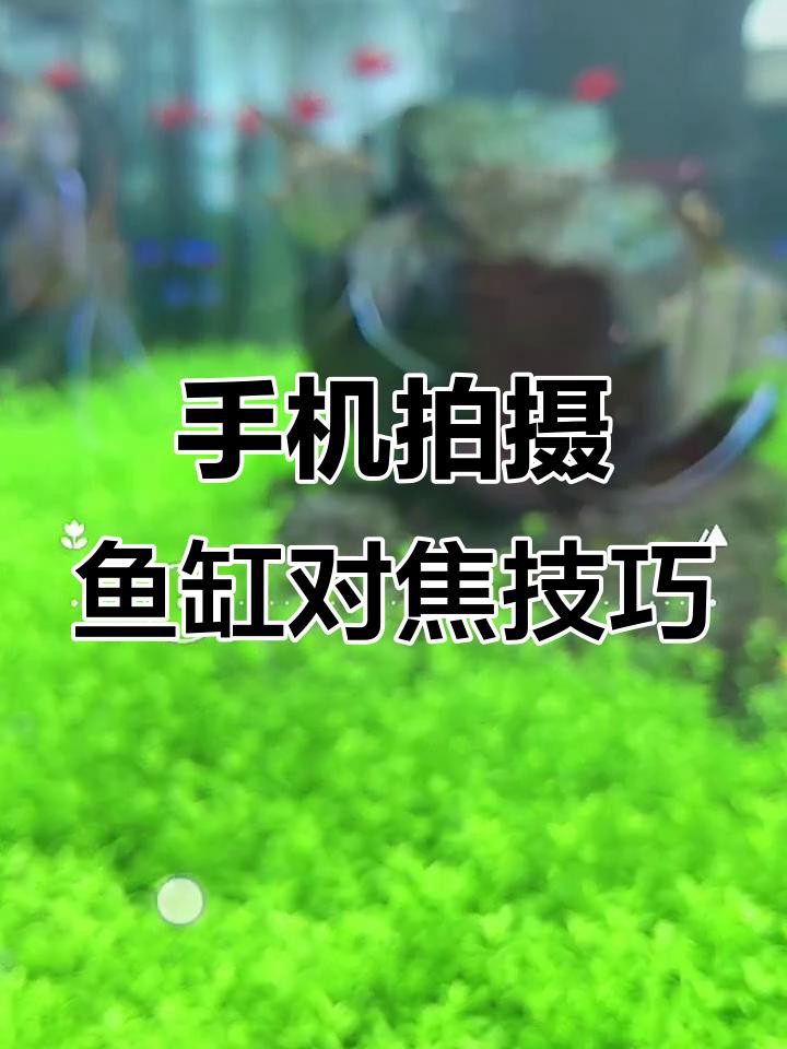 推薦幾款適合拍攝龍魚缸的手機 推薦幾款適合拍攝龍魚缸的手機 龍魚百科 第2張