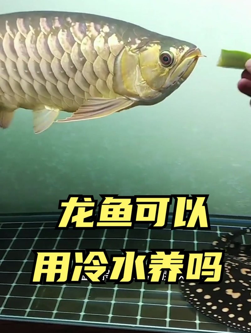 龍魚能冷水養(yǎng)嗎 龍魚能冷水養(yǎng)嗎 龍魚百科 第6張