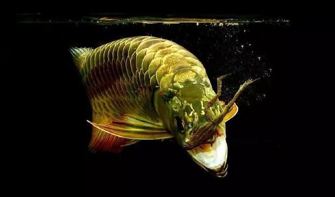 紅龍魚腹部怎么出框：紅龍魚腹部出框可能由多種因素引起紅龍魚腹部出框的原因及解決方法