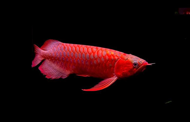 紅龍魚魚缸背景紙什么顏色好呢