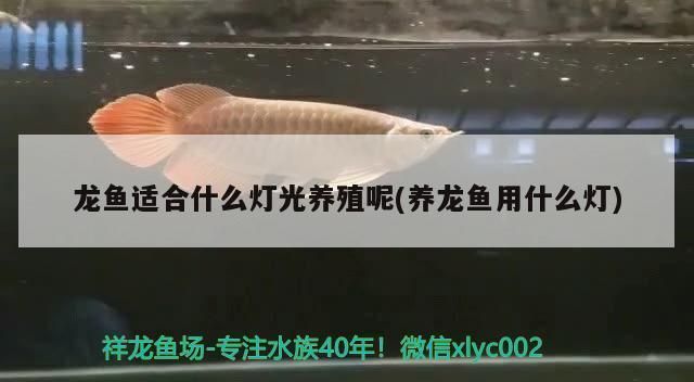 龍魚適合什么燈光養護：龍魚燈光養護