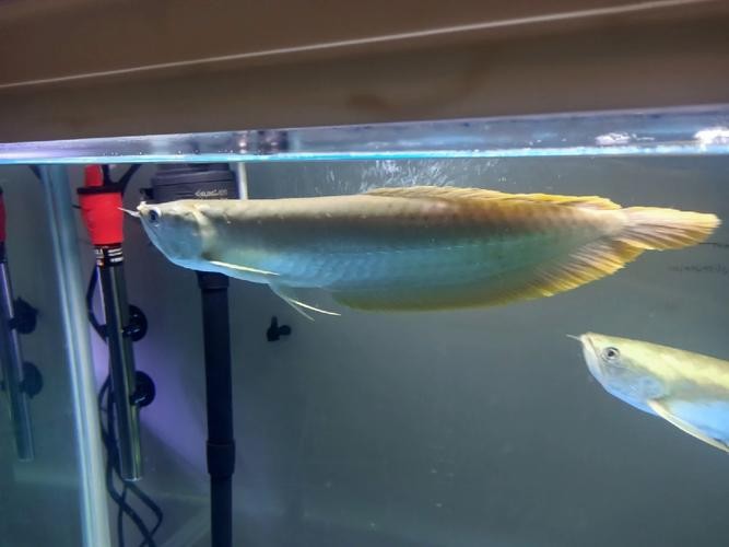 銀龍魚背鰭爛怎么治啊圖片 銀龍魚背鰭爛怎么治啊圖片 龍魚百科 第5張