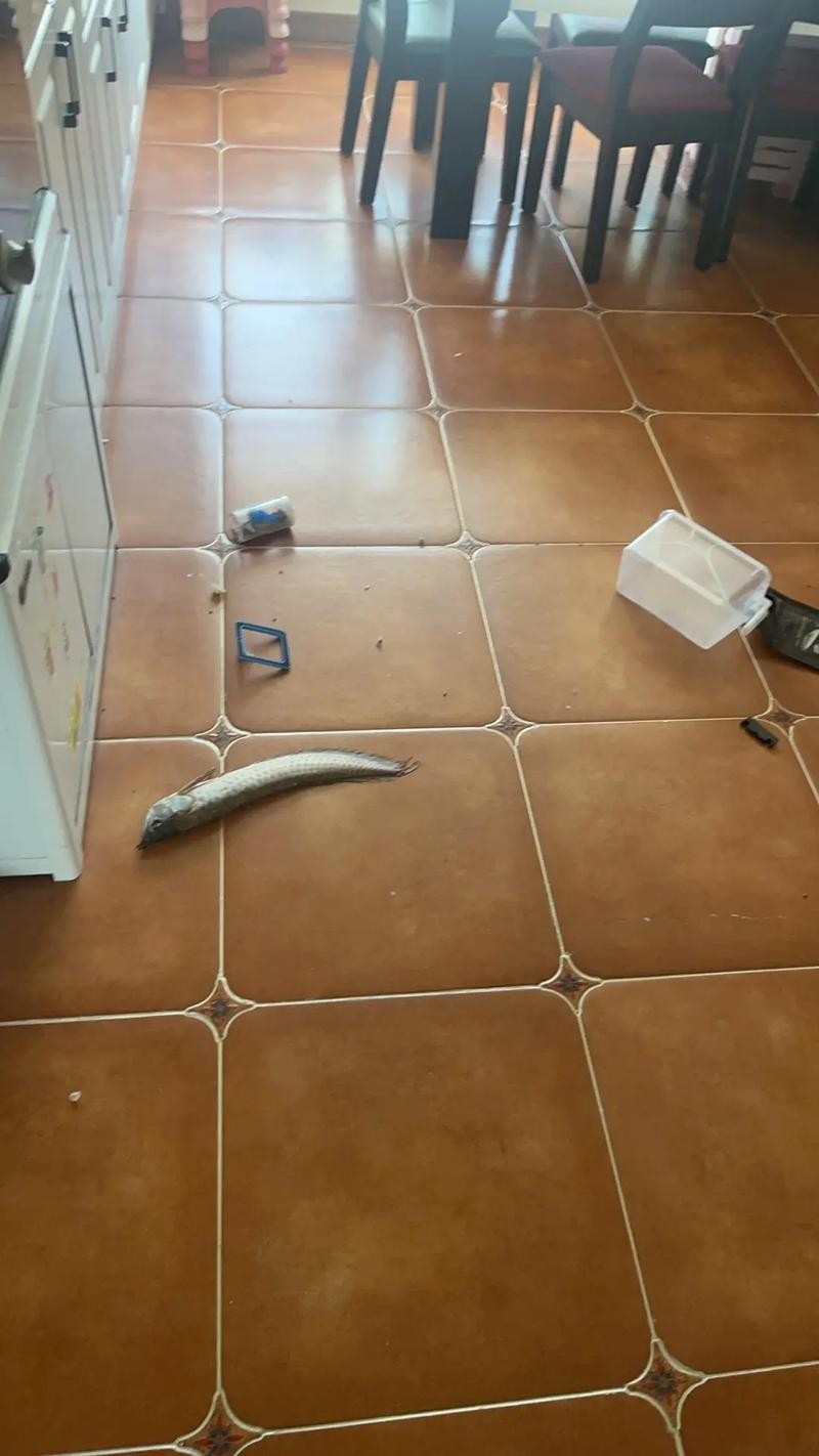 銀龍魚背鰭爛怎么治啊圖片 銀龍魚背鰭爛怎么治啊圖片 龍魚百科 第18張