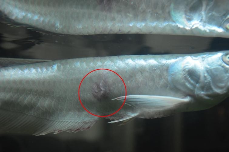 銀龍魚背鰭爛怎么治啊圖片 銀龍魚背鰭爛怎么治啊圖片 龍魚百科 第17張