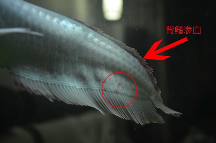 銀龍魚背鰭爛怎么治啊圖片 銀龍魚背鰭爛怎么治啊圖片 龍魚百科 第9張