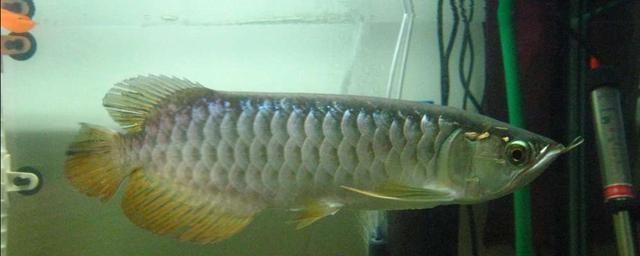 銀龍魚背鰭爛怎么治啊圖片 銀龍魚背鰭爛怎么治啊圖片 龍魚百科 第3張