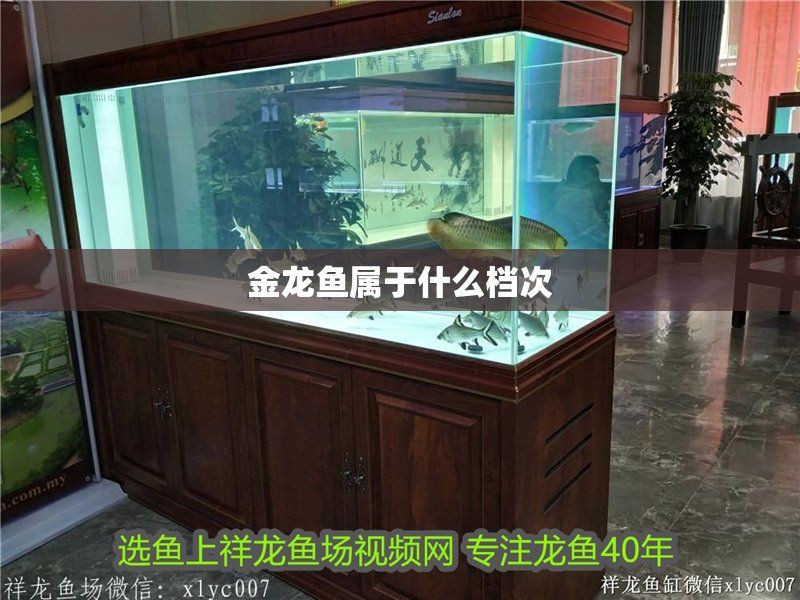 龍魚屬于什么檔次的品牌