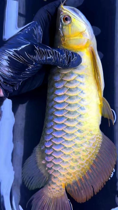 如何挑選高質量的古典藍金龍魚？