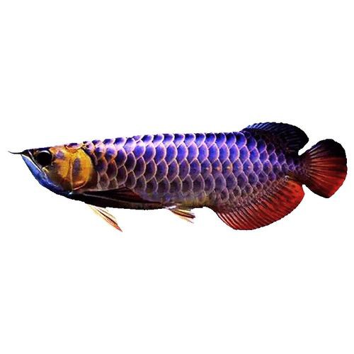 如何挑選高質量的古典藍金龍魚？