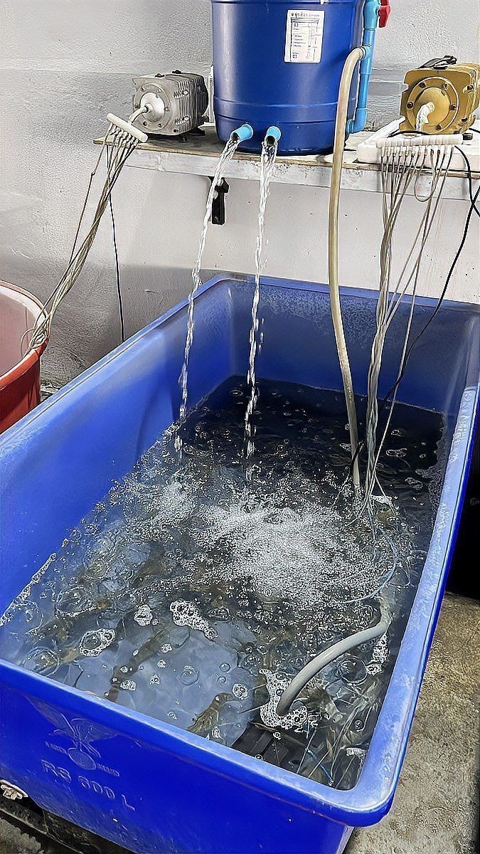 孔雀魚抗寒品種排名