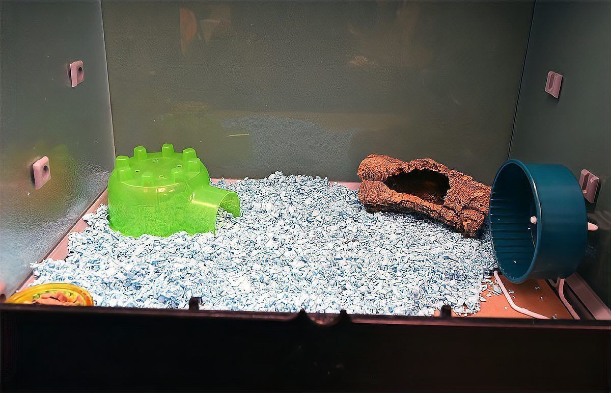 孔雀魚抗寒品種排名