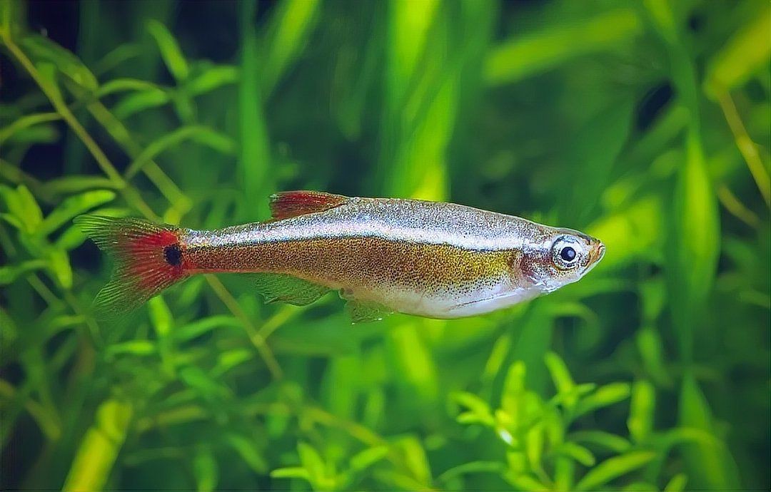 孔雀魚抗寒品種排名