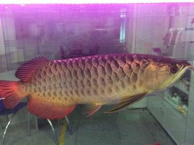 金龍魚五十公分多少錢（五十公分長的金龍魚價格受多種因素影響） 金龍魚五十公分多少錢（五十公分長的金龍魚價格受多種因素影響） 龍魚百科 第4張