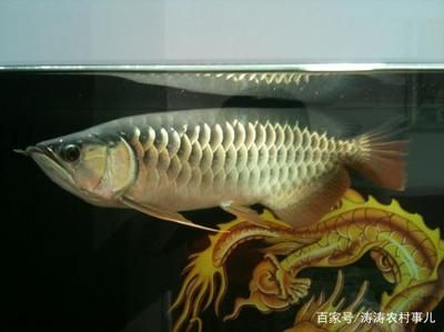 客廳養金龍魚好不好，客廳養金龍魚有什么好處？