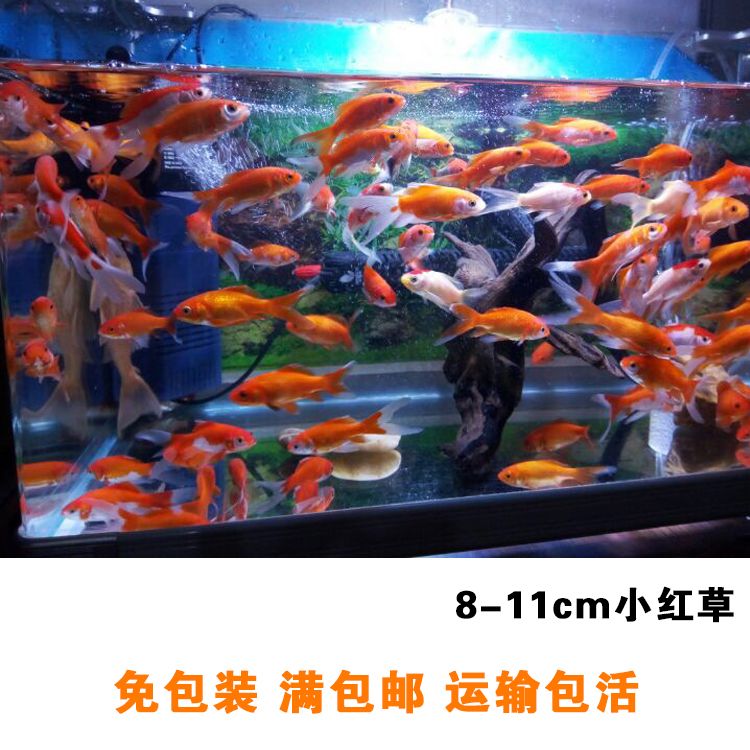 喂養龍魚活金魚有點大怎么辦呢：喂養龍魚時遇到金魚體型較大的問題