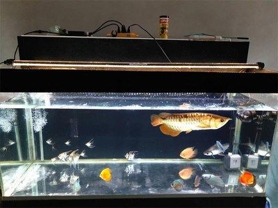 金龍魚沒(méi)人的時(shí)候趴缸：金龍魚趴缸可能有多種原因，包括環(huán)境變化、水質(zhì)問(wèn)題、精神緊張等