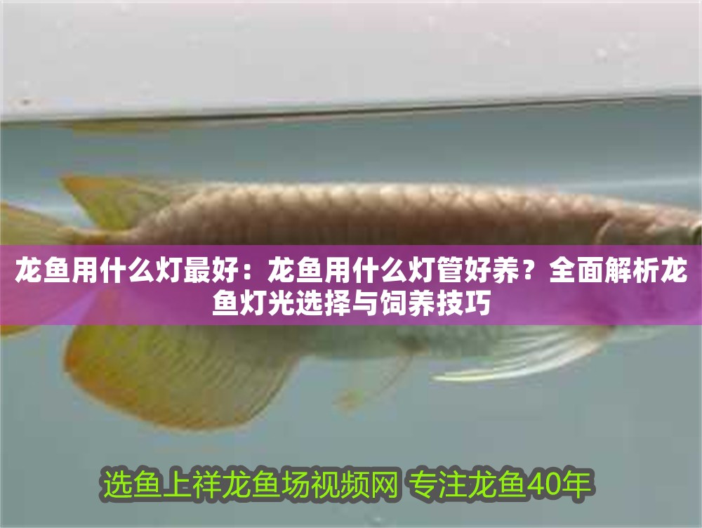 龍魚用什么燈最好：龍魚用什么燈管好養(yǎng)？全面解析龍魚燈光選擇與飼養(yǎng)技巧